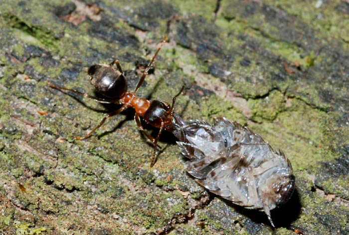 Lasius cfr emarginatus